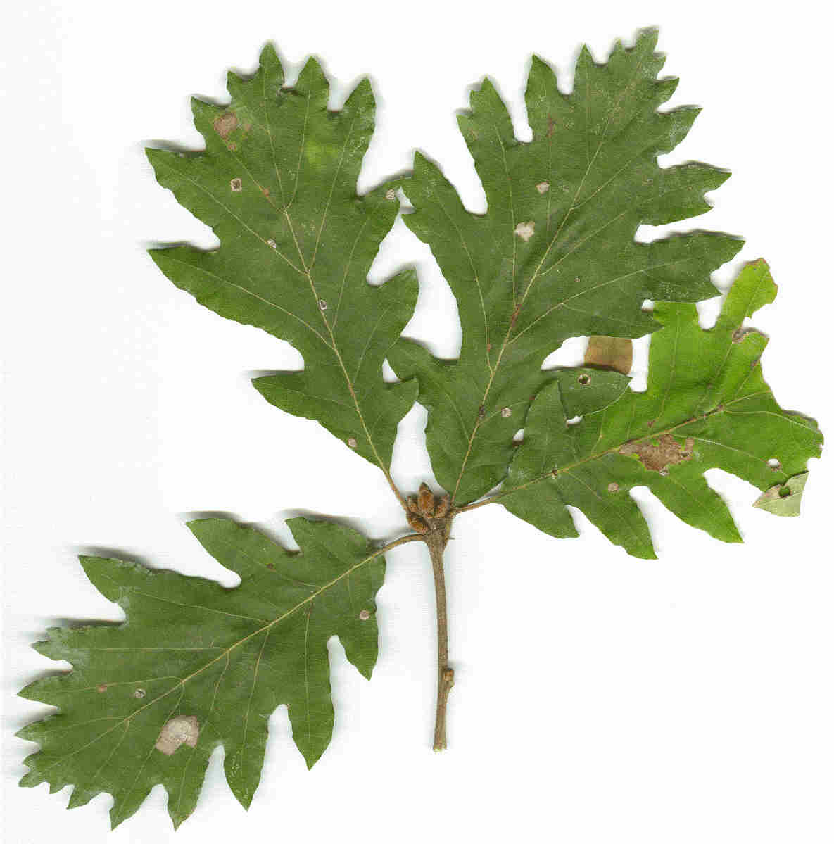 Egy k�sz� Q. pubescens forma