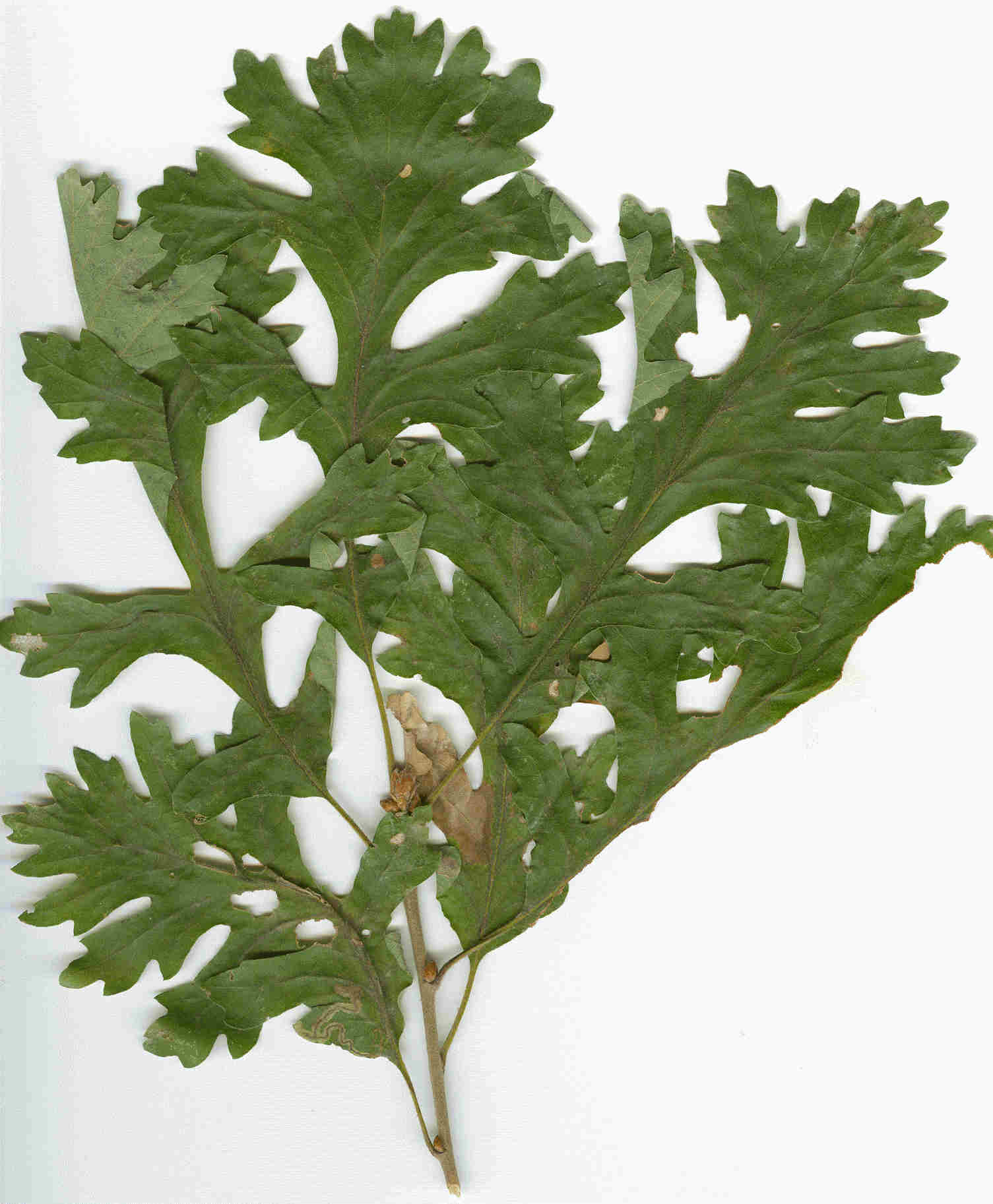 M�lyen kar�lyos (gyakran osztott) level� forma